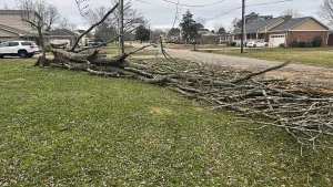 lot clearing & brush removal