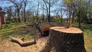 stump grinding & removal